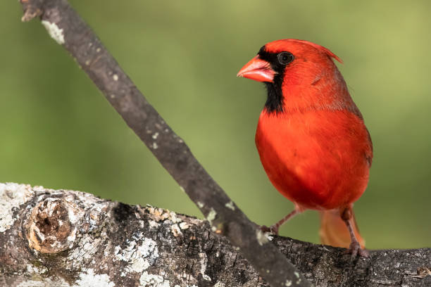 istock Northern Cardinal Perched on a Branch of a Tree 1292452865