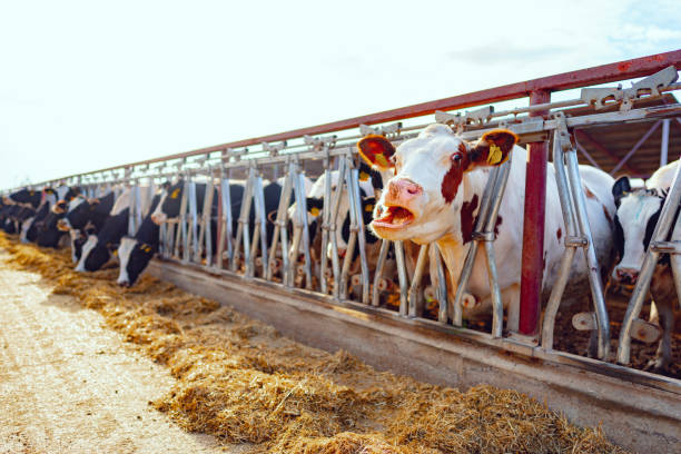 istock Large cowshed with milky cows on the farm 1292452871
