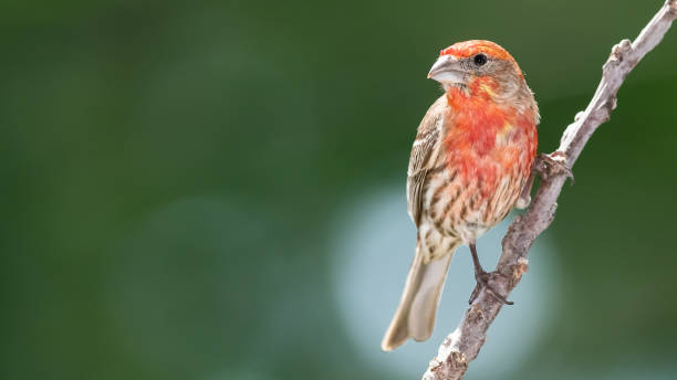 istock House Finch Perched on a Slender Tree Branch 1292452876