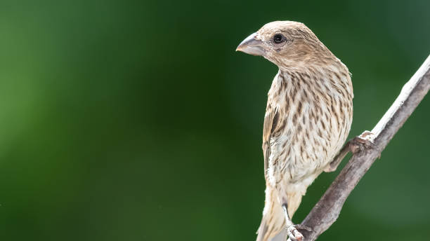 istock House Finch Perched on a Slender Tree Branch 1292452877