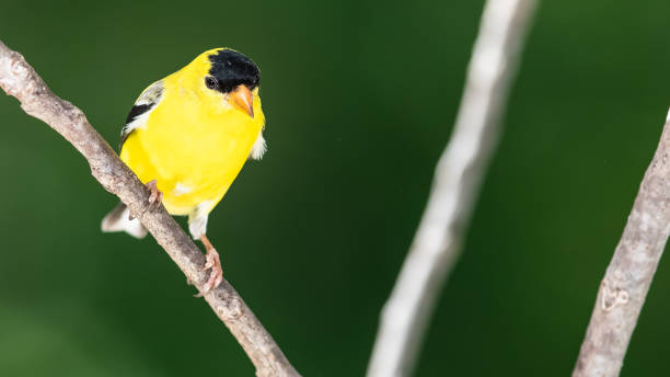 american goldfinch perched on a slender tree branch - american goldfinch branch perching finch imagens e fotografias de stock