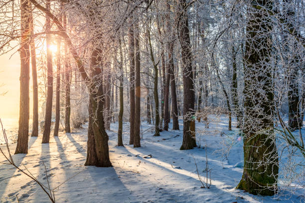 istock Tranquil winter morning in the park. Trees with hoarfrost and sun rays. 1292452986