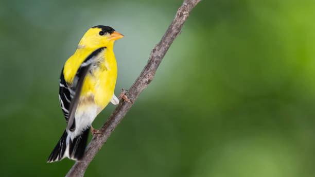 istock American Goldfinch Perched on a Slender Tree Branch 1292452990