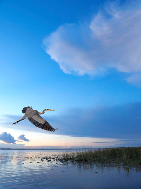 un grande airone blu vola su un bellissimo lago della florida all'alba - bird egret wildlife animal foto e immagini stock
