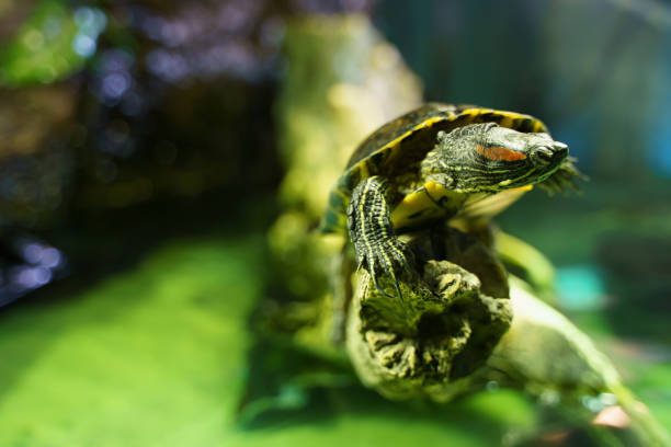 istock Red ear turtle squinting as sitting on snag in aquarium. Bright green background, selective focus. 1292453999