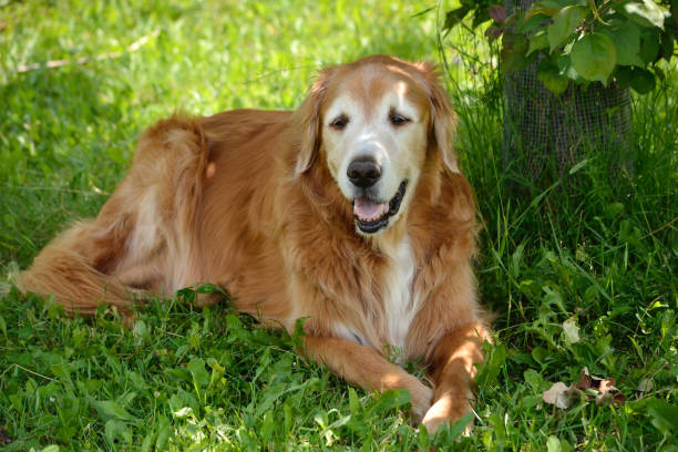 istock Aged Golden Retriever Resting in the Shade 1292455718