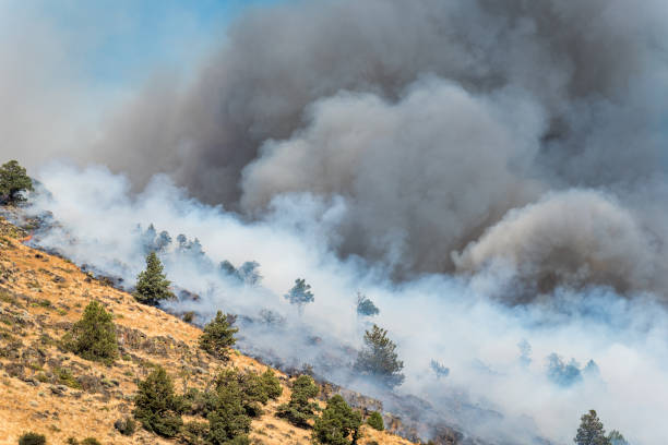 waldbrand auf der seite eines berges - wildfire smoke stock-fotos und bilder