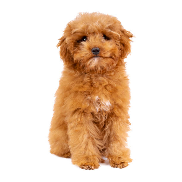 istock Toy Poodle puppy on a white background 1292456087