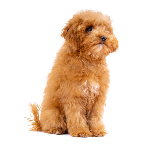 istock Toy Poodle puppy on a white background 1292457058