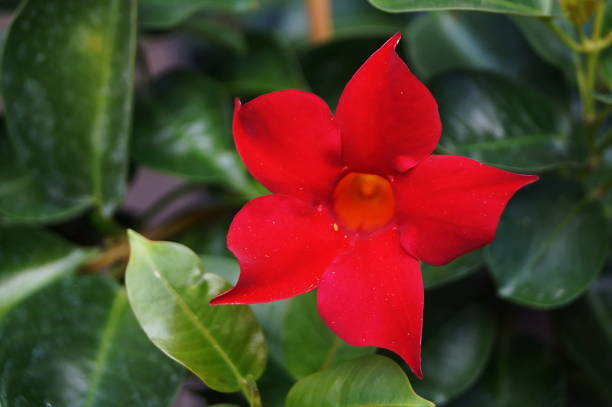 Red mandevilla flower in a garden