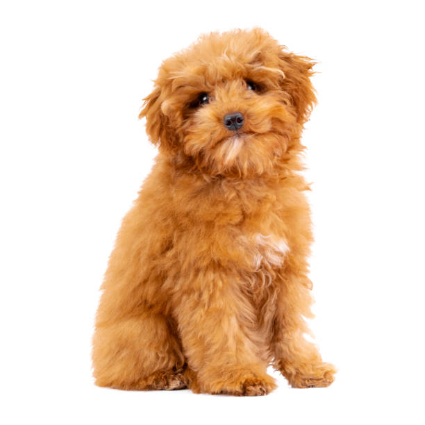 istock Toy Poodle puppy on a white background 1292457523