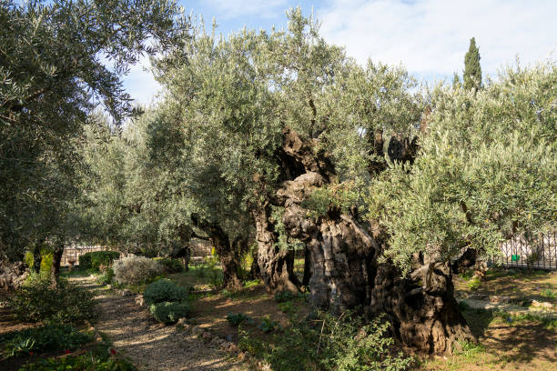 The Garden of Gethsemane Jerusalem, Israel - December 17th, 2020: The ancient olive trees in the garden of Gethsemane church in Jerusalem. kidron valley stock pictures, royalty-free photos & images