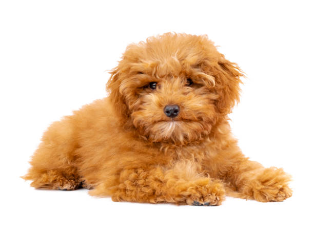 istock Toy Poodle puppy on a white background 1292460035