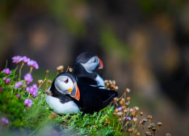 Puffin on Saltee Island, Wexford, Republic of Ireland. With Blurred Background and Copy Space.
