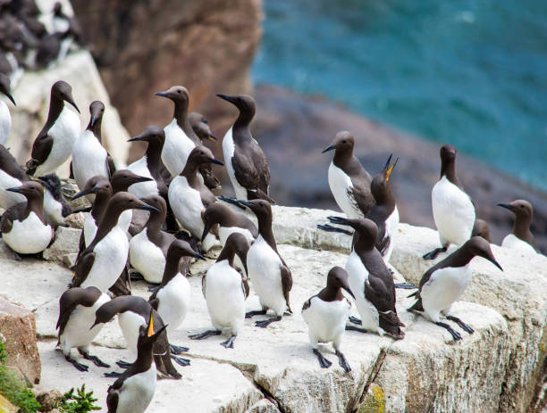 Birds at Saltee islands in Wexford Ireland in a sunny day stock photo