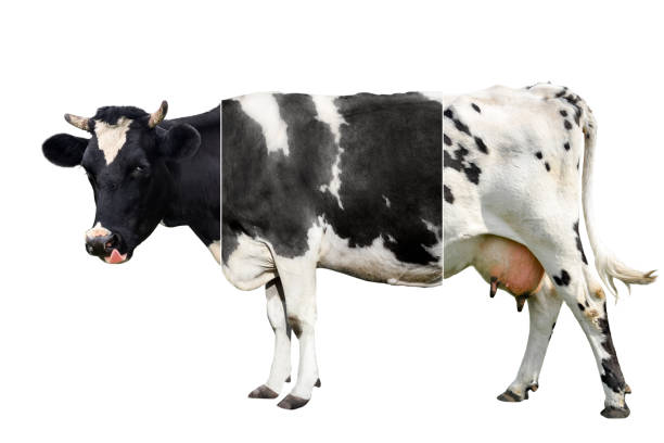 Cow full length isolated on white background. Spotted black and white cow standing in front of white background. Farm animals concept
