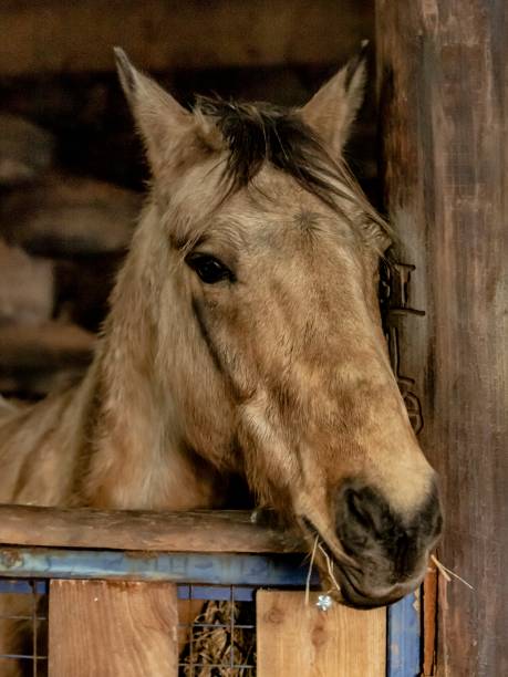 istock Brown Horse In Stable. 1292462564