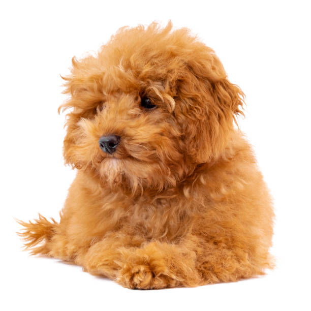 istock Toy Poodle puppy on a white background 1292463145