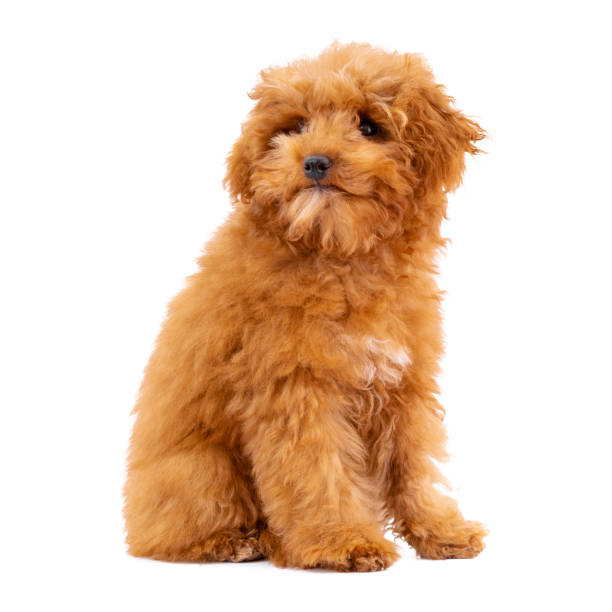 istock Toy Poodle puppy on a white background 1292463806