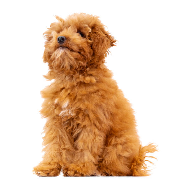 istock Toy Poodle puppy on a white background 1292467411