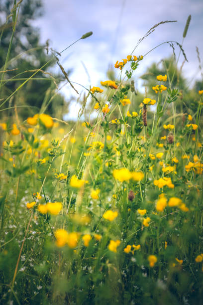 istock yellow flowers in the field 1292467916