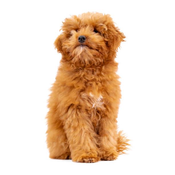 istock Toy Poodle puppy on a white background 1292468260