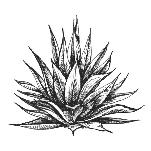 Cactus blue agave. Vector vintage hatching illustration. Isolated on white Cactus blue agave. Vector monochrome vintage hatching illustration. Isolated on white background. agave plant stock illustrations