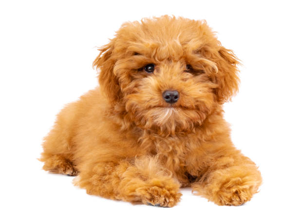 istock Toy Poodle puppy on a white background 1292469636