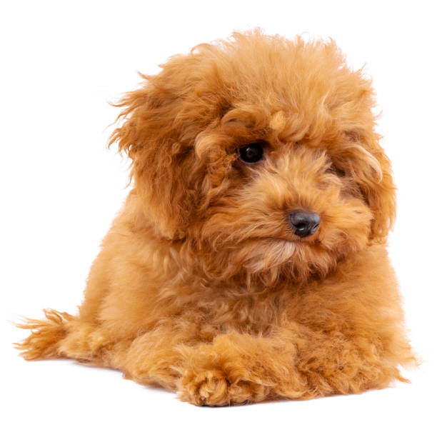 istock Toy Poodle puppy on a white background 1292469905