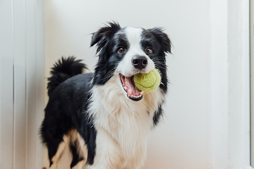 Funny portrait of cute smiling puppy dog border collie holding toy ball in mouth. New lovely member of family little dog at home playing with owner. Pet care and animals concept