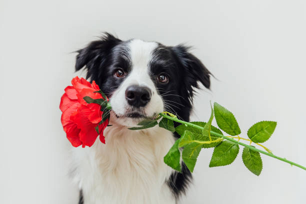 concetto di san valentino. divertente ritratto carino cucciolo cane bordo collie che tiene fiore di rosa rossa in bocca isolato su sfondo bianco. bel cane innamorato il giorno di san valentino fa regalo - flirting humor valentines day love foto e immagini stock