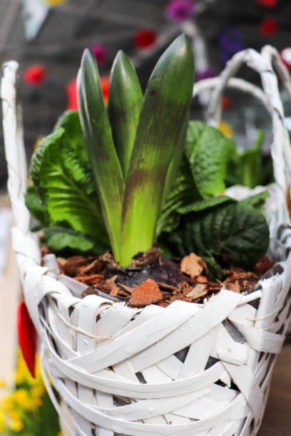 istock bulbous plants. hyacinth bulbs in flower pots 1292470820