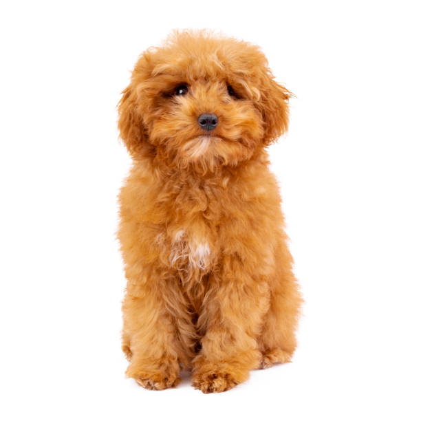 istock Toy Poodle puppy on a white background 1292470978