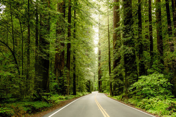 avenue of the giants - avenue tree fotografías e imágenes de stock