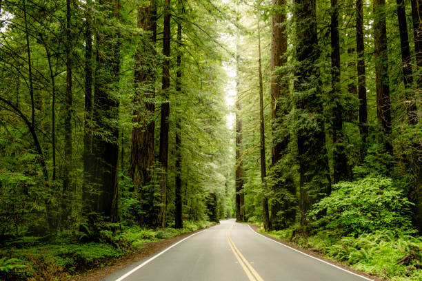 avenue of the giants, california - redwood sequoia california redwood national park imagens e fotografias de stock