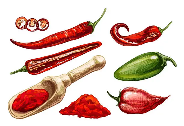 Vector illustration of Chilli, jalapeno, habanero whole, half, slice and crushed pieces in wood scoop. Vector vintage hatching color illustration.