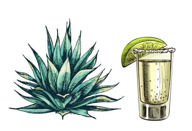 ilustrações, clipart, desenhos animados e ícones de arave azul cacto. ilustração de cores de eclosão vintage vetoriais. isolado no branco - agave cactus natural pattern pattern