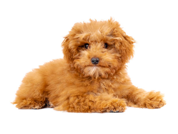 5,089 Red Toy Poodle Puppy Images, Stock Photos, 3D objects, & Vectors