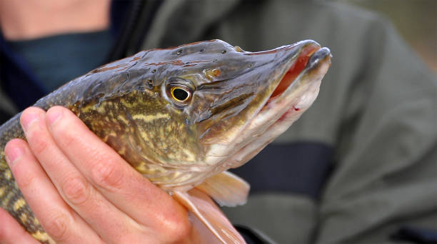 istock A pike in the lake 1292471954
