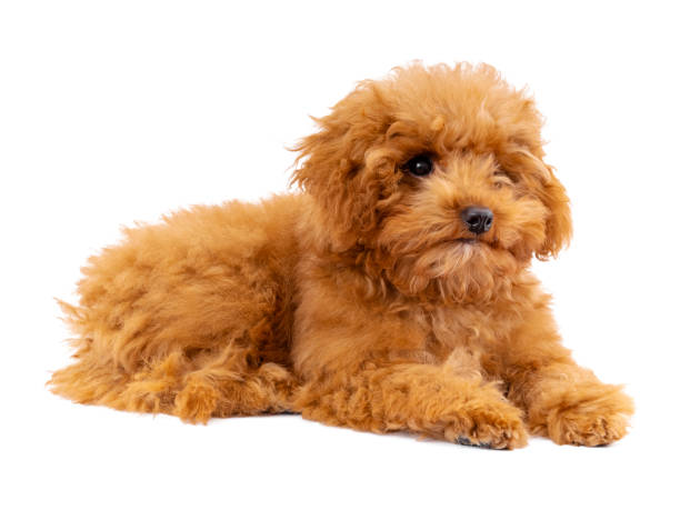 istock Toy Poodle puppy on a white background 1292473003