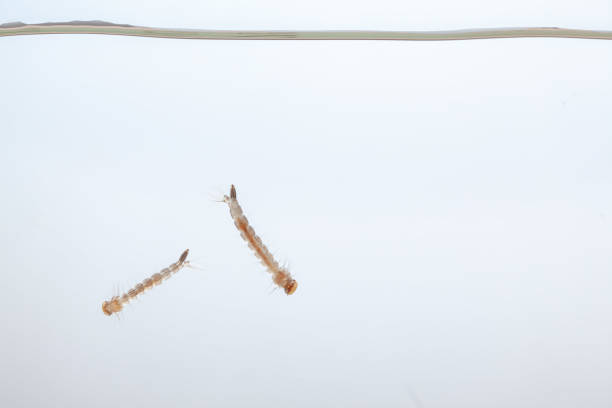 Mosquito larvae in the water - small animal that causes tropical diseases on white background stock photo