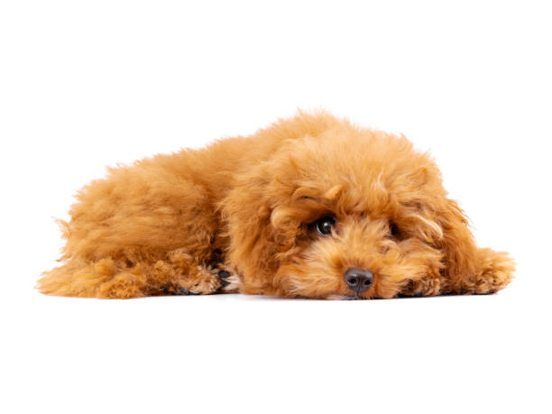 istock Toy Poodle puppy on a white background 1292473434