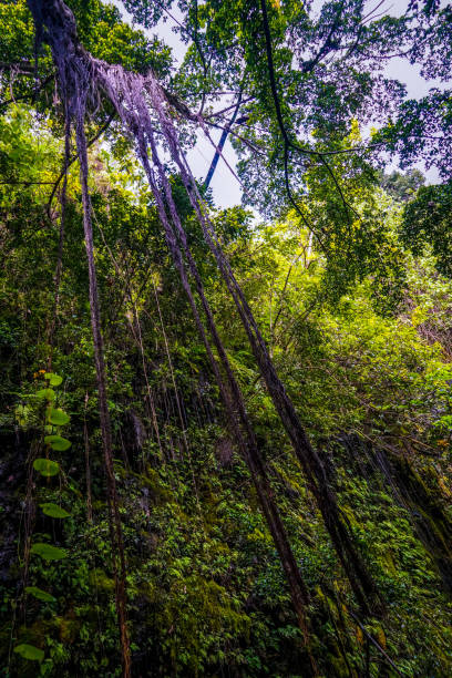 istock Tropical vines in paea, tahiti 1292474320