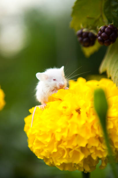 istock White mouse sitting on a yellow flower 1292475107