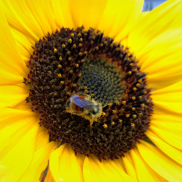 Happ-Bee! Bumblebee and Sunflower happ stock pictures, royalty-free photos & images