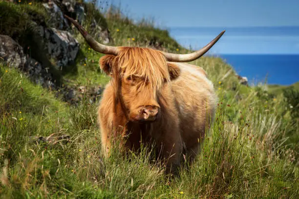 Highland cattle on Isle of Mull in sunny weather, Scotland