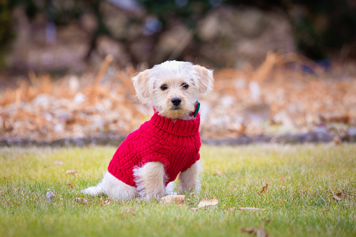 Portrait of a Cockapoo puppy dog wearing a red sweater for winter.