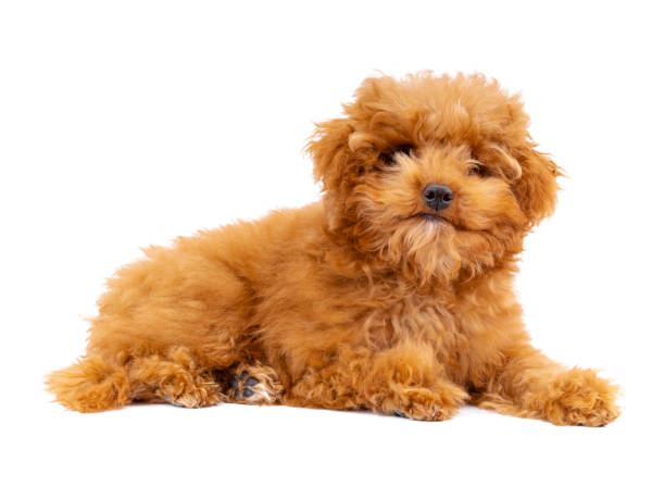 istock Toy Poodle puppy on a white background 1292477028