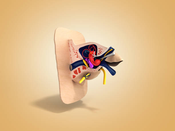 istock Human ear structure medical educational science 3d rendrer illustration Ear anatomy on color gradient 1292477410
