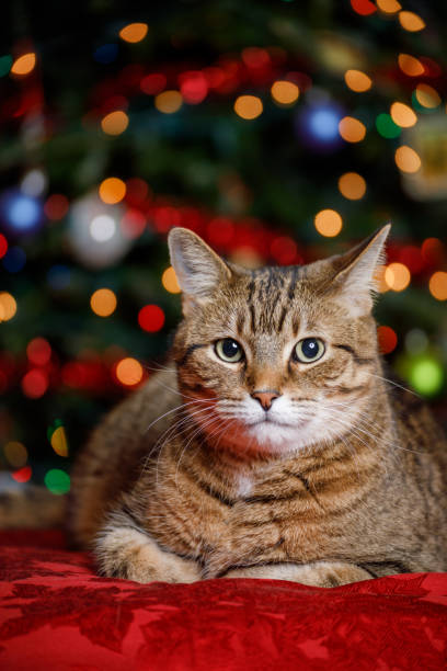 istock Brown Tabby Cat in Front of a Christmas Tree 1292479273